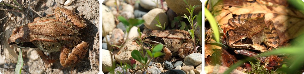 Wood frogs