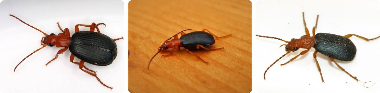 Bombardier beetles