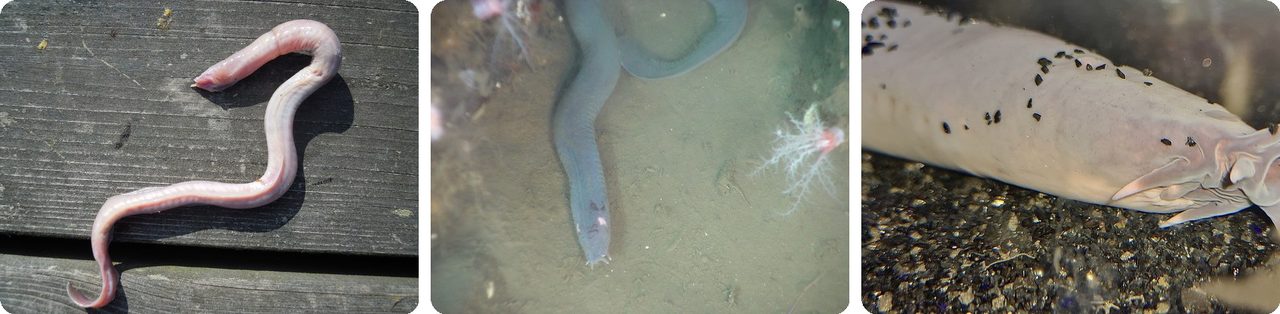 Hagfish