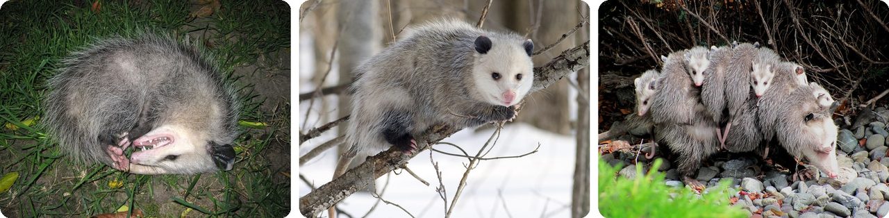 Virginia opossums