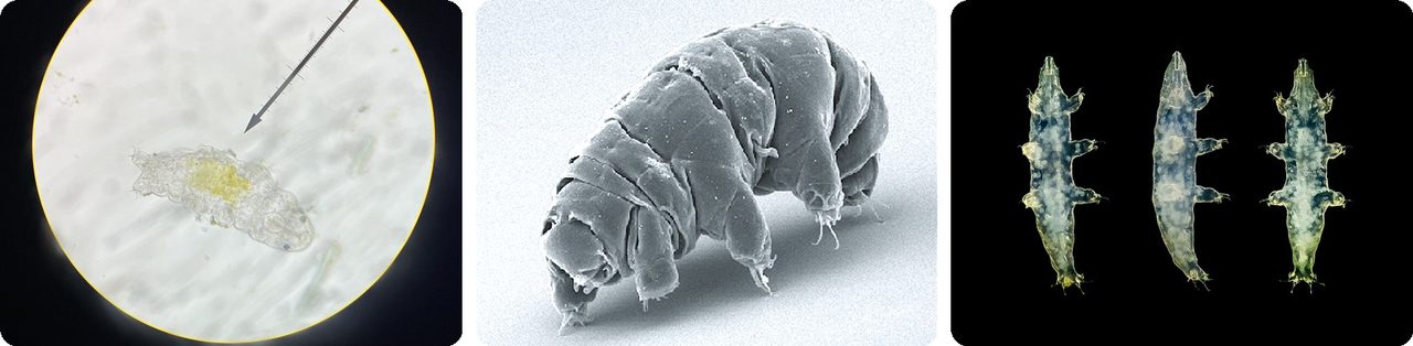 Tardigrades under the microscope