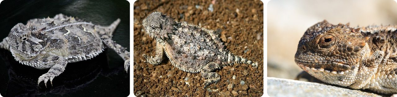 Horned lizards