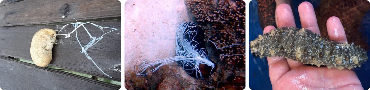 Sea cucumbers