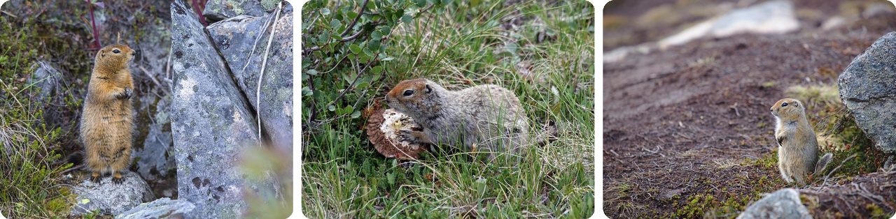 Arctic ground squirrels