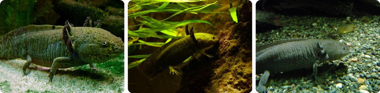 Axolotls