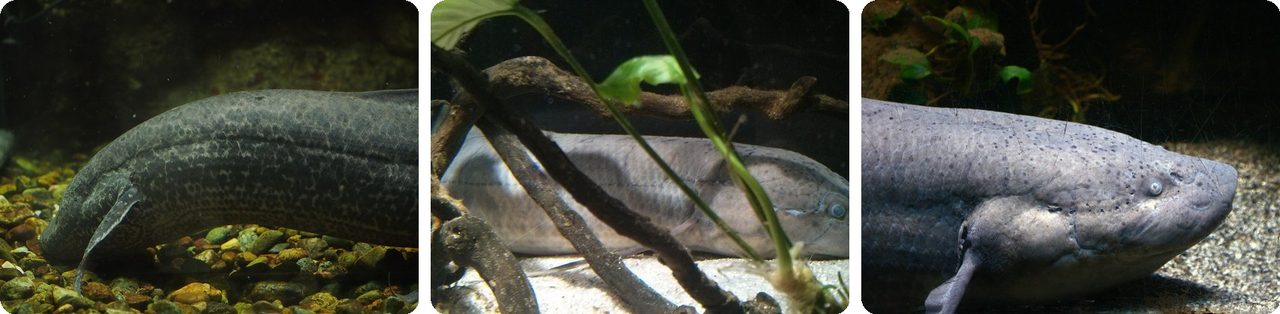African lungfish