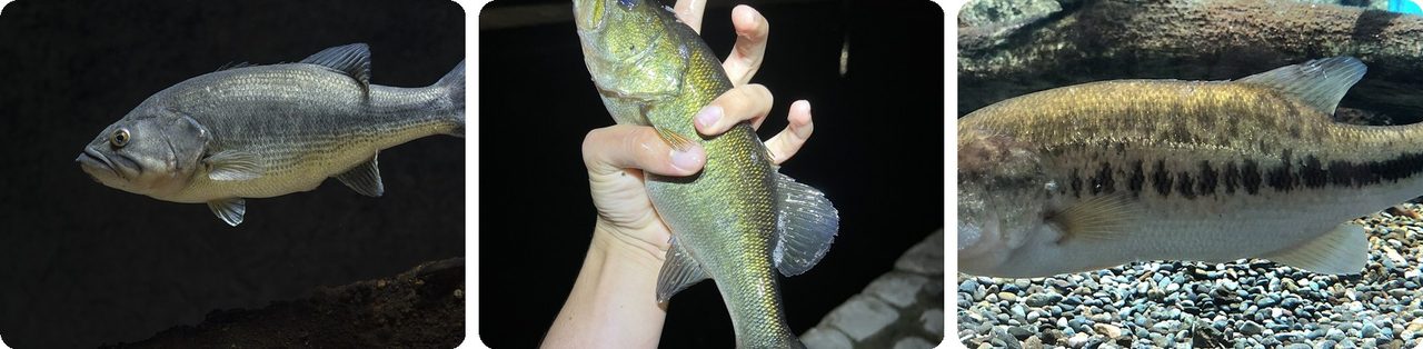 Largemouth bass