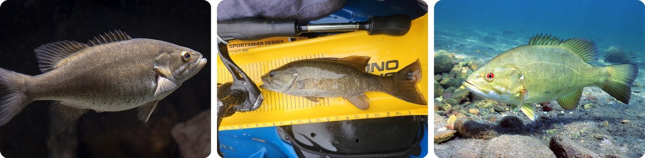 Smallmouth bass