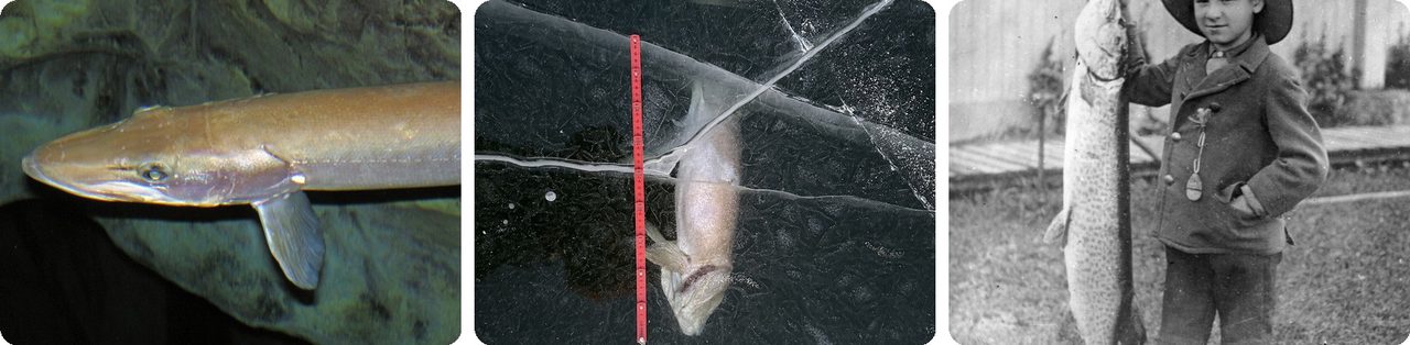 Muskellunge