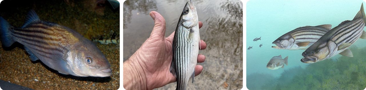 Striped bass