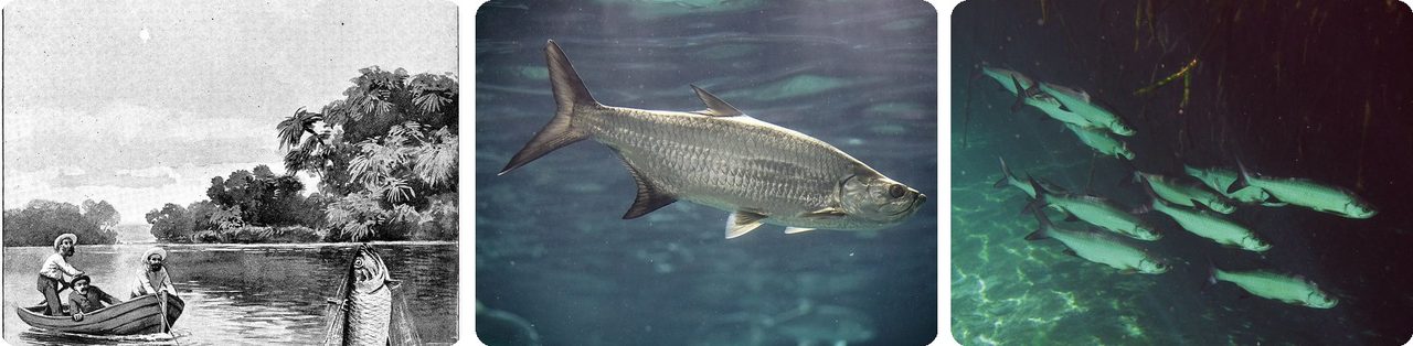 Tarpon