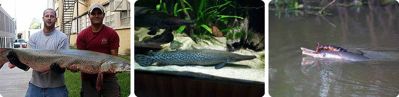 Alligator gar