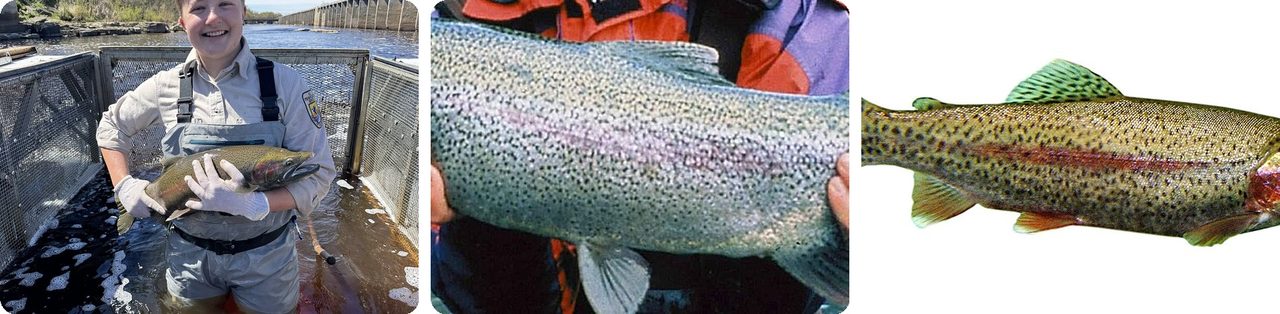 Steelhead
