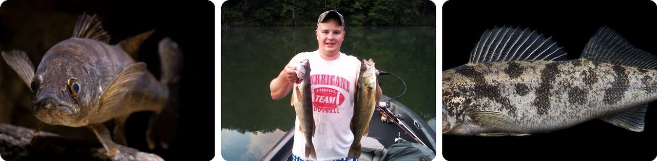 Walleye