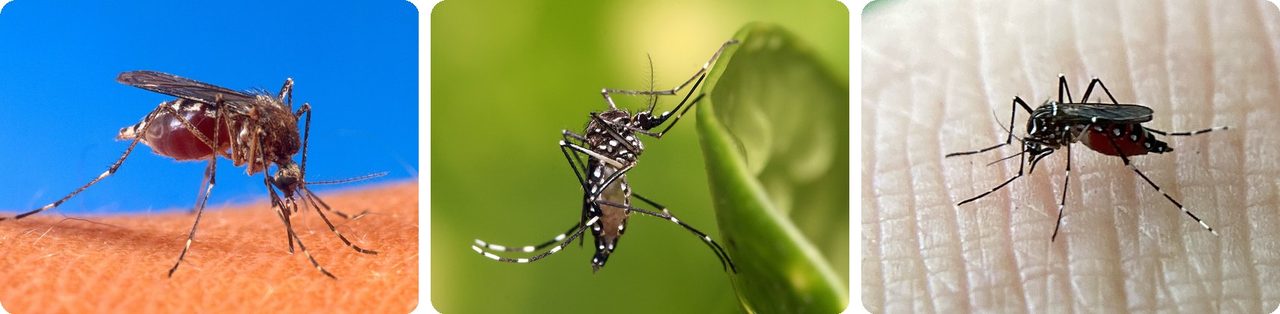 Mosquito