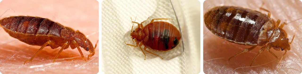Bed bug
