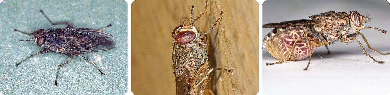 Tsetse fly