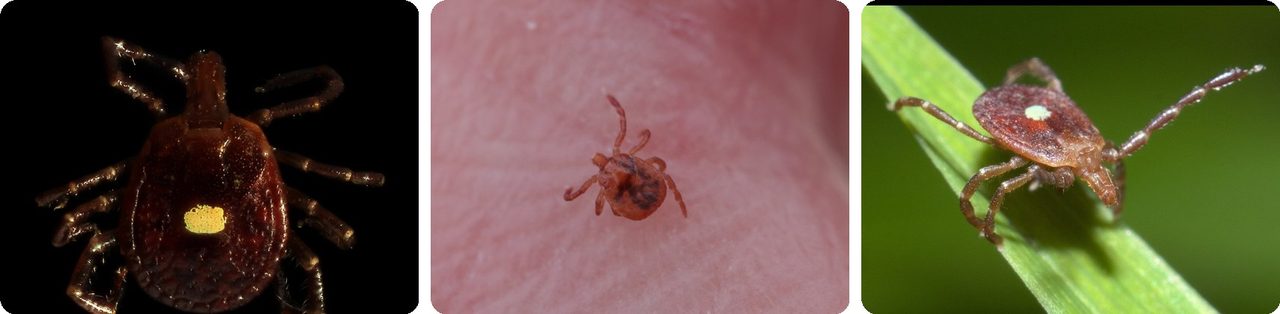 Lone star tick