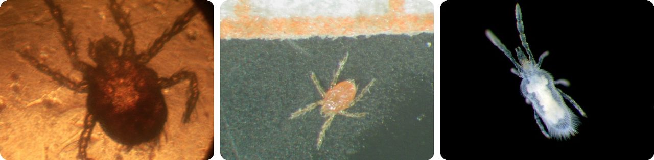 Chigger