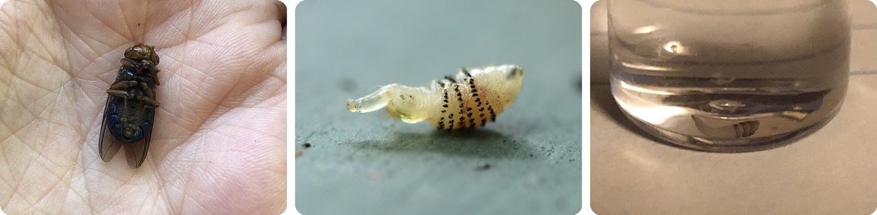 Human botfly