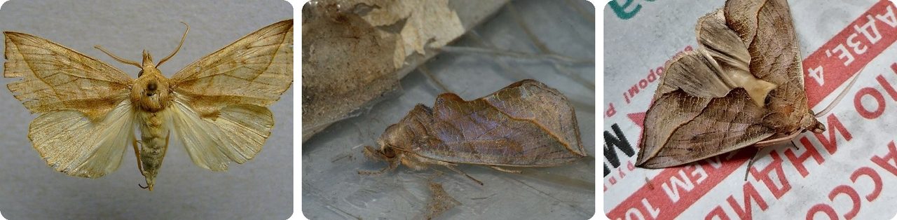 Vampire moth