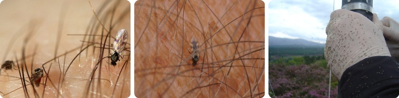 Highland midge