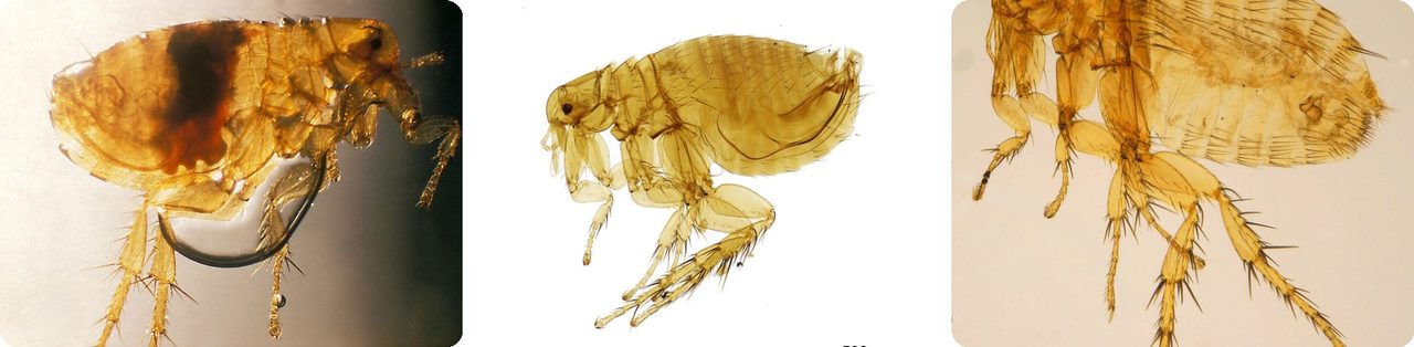 Oriental rat flea