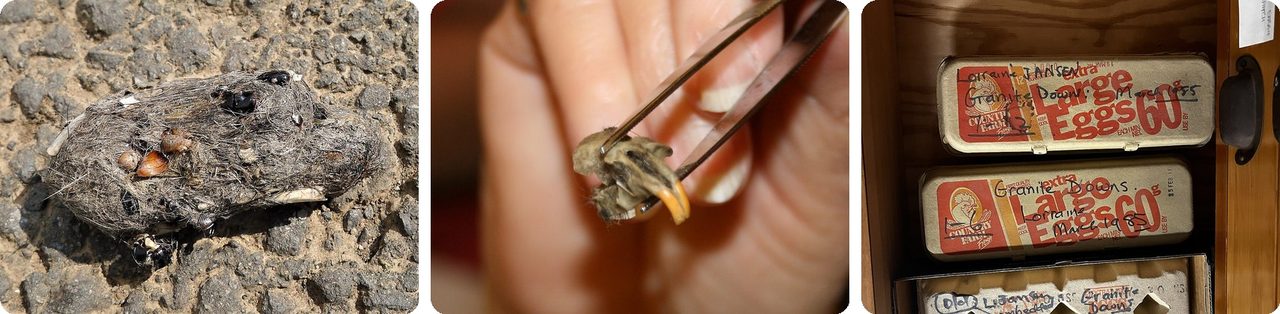 Owl pellets