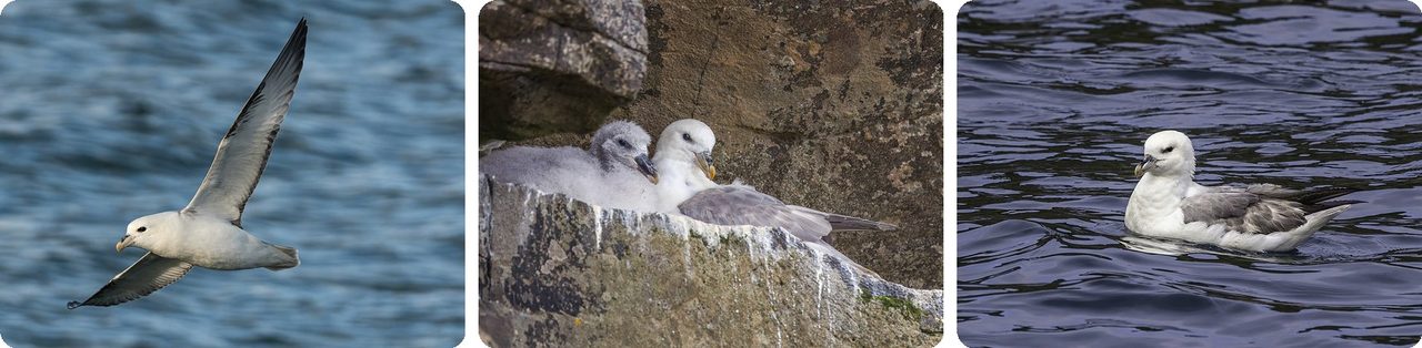 Northern fulmar