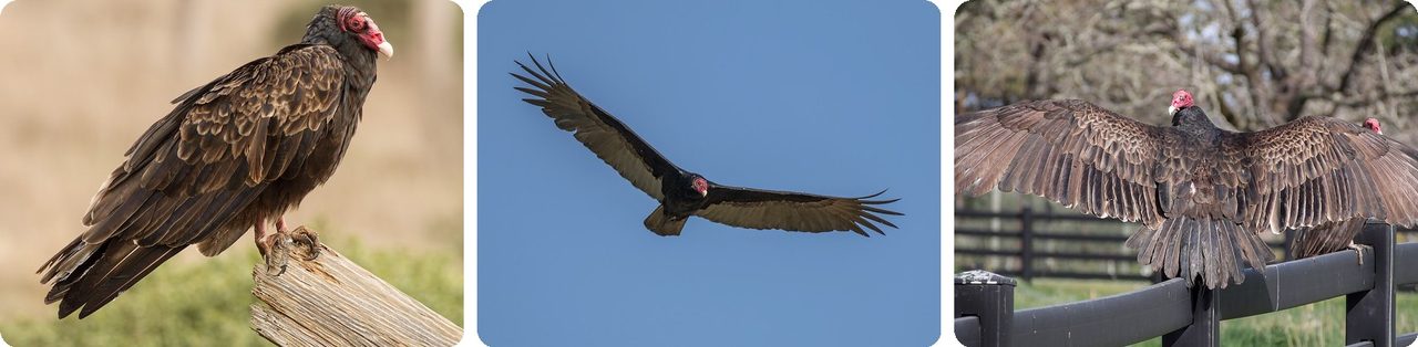 Turkey vulture