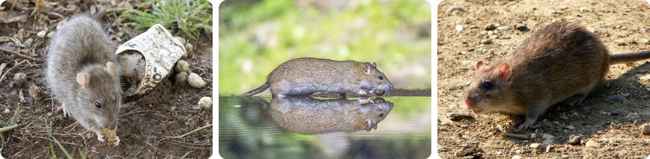 Brown rat