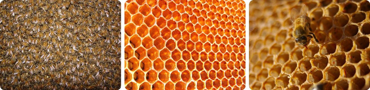 Honey bees and honeycomb