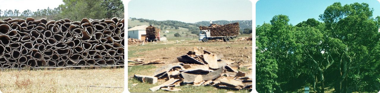 Cork oak harvest