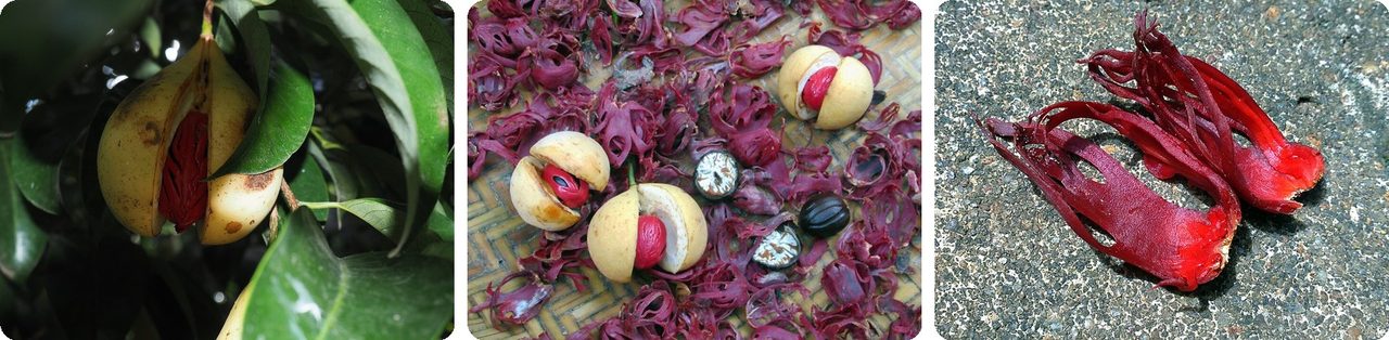 Mace and nutmeg