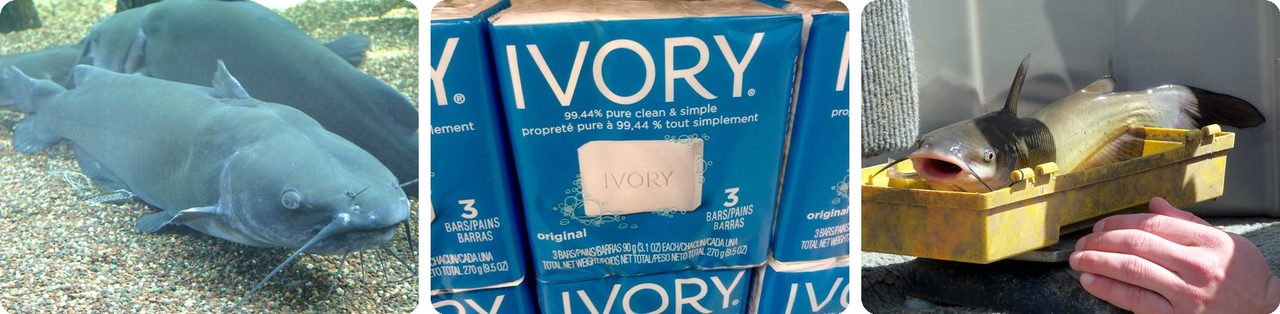 Channel catfish and Ivory soap