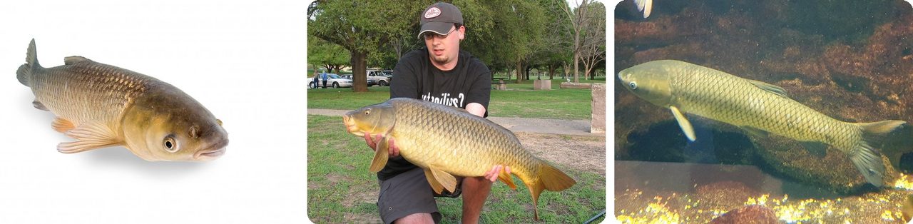 Sweet corn and carp