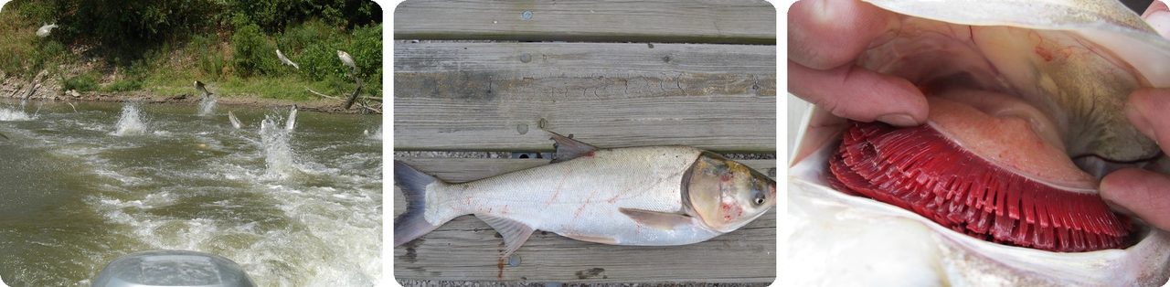 Silver carp