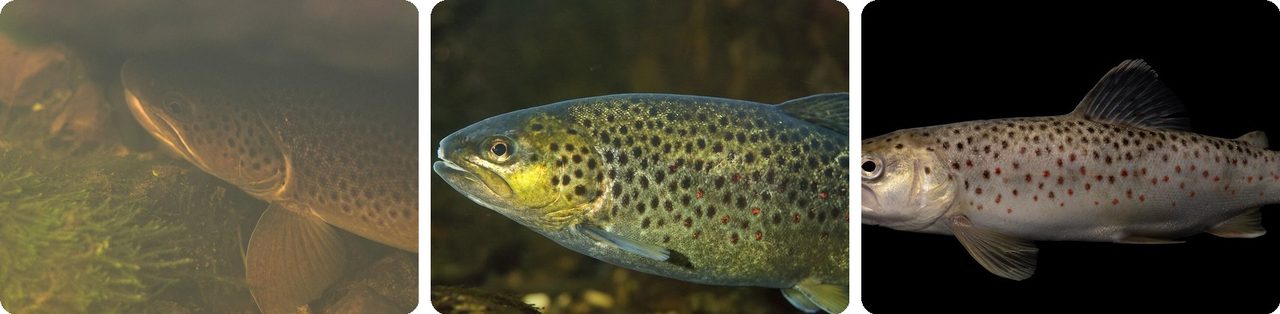 Trout and stream