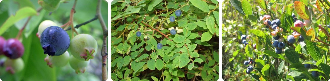 Highbush blueberries ripening on the bush