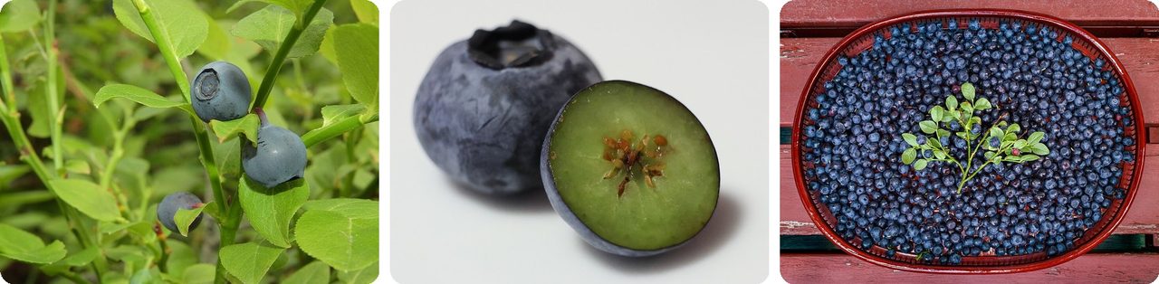 Bilberries and a blueberry cut in half