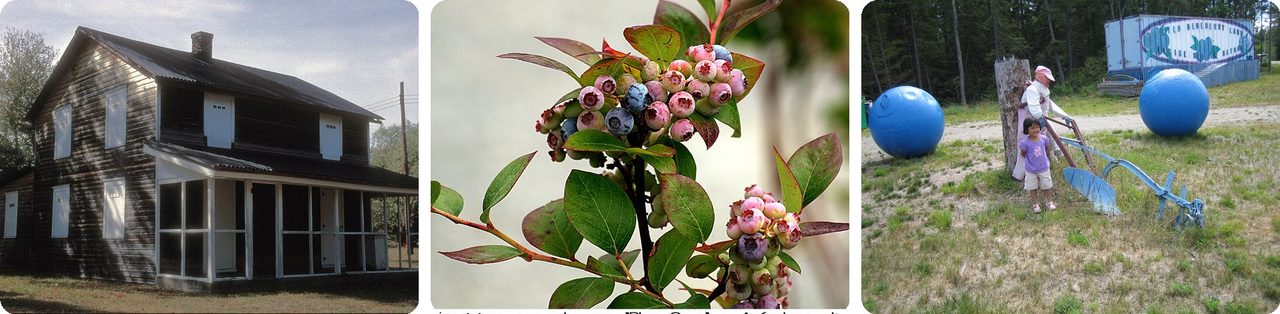 Whitesbog village and cultivated blueberries