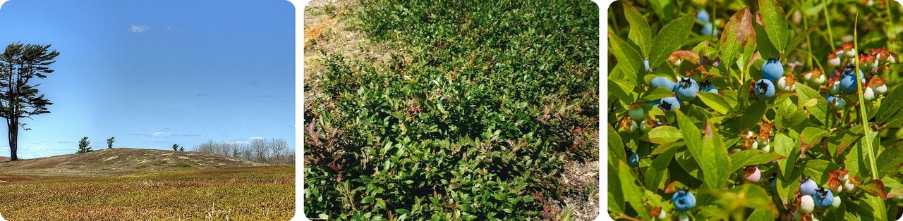Wild blueberry barrens in Maine