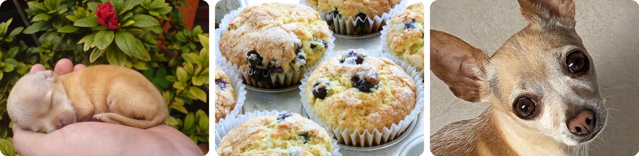 Chihuahua puppies and blueberry muffins