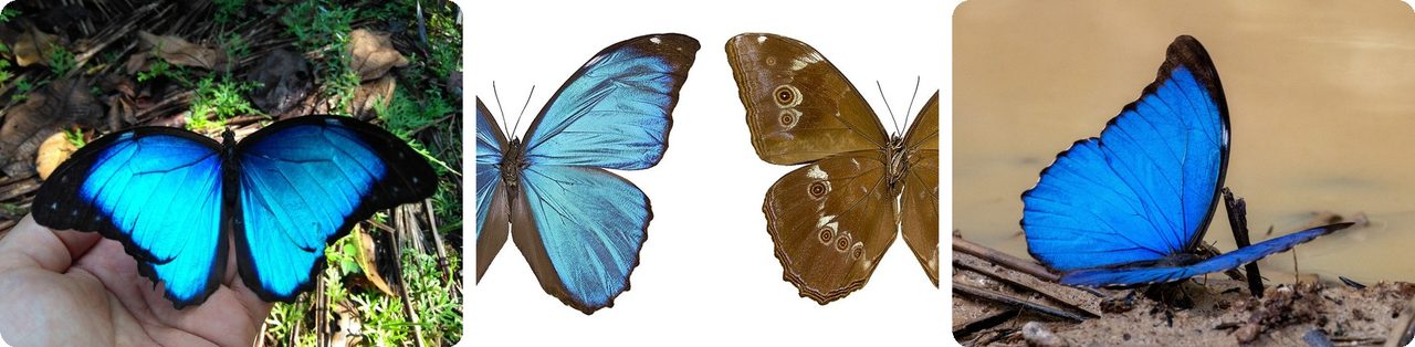 Blue morpho butterflies, top and underside