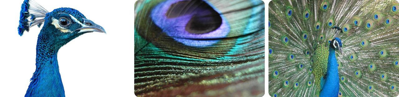 Indian peacock, a tail feather eyespot and a full display