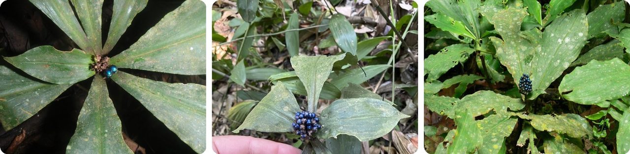 Marble berry plants with metallic blue fruit