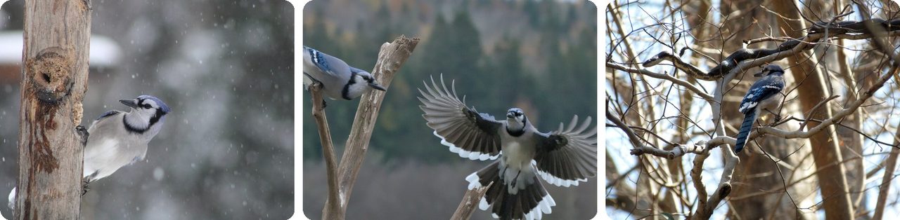 Blue jays perched and in flight