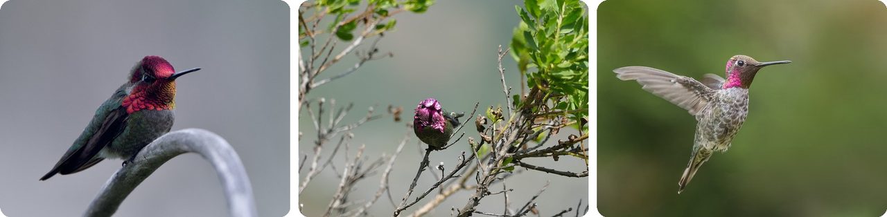 Male Anna's hummingbirds showing their pink crown and throat