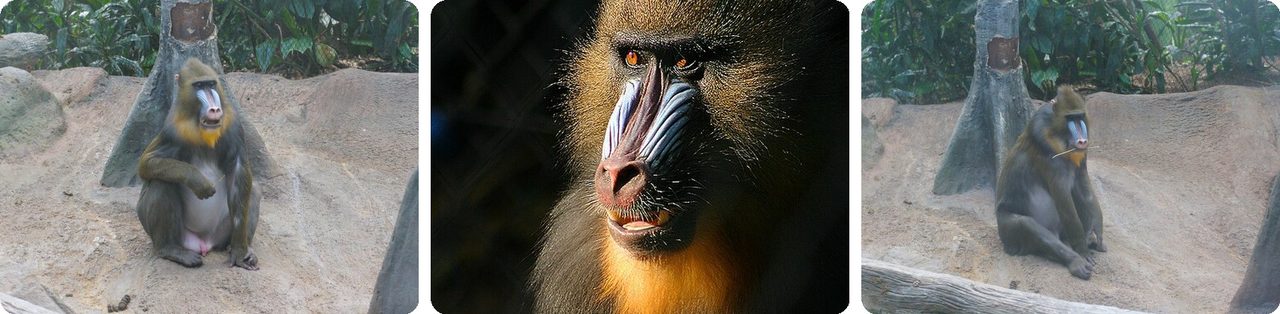 Male mandrills with red and blue faces