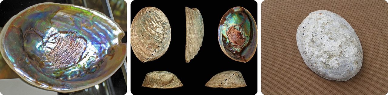 Pāua shell, iridescent inside and chalky outside
